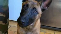 Cachorrinho encontrado em casa abandonada é resgatado e se torna cão farejador