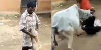 Vaca salva cão e 'ataca' homem que estava cometendo maus-tratos (Vídeo)