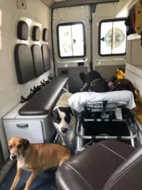 Dois cães entraram em uma ambulância para acompanhar o dono doente até o hospital