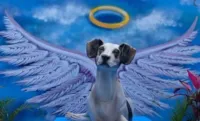 O cachorro Manchinha, morto por segurança do Carrefour em 2018, ganha monumento em Osasco/SP