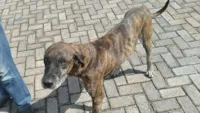 Cachorro anda 20 km até encontrar o hospital onde o dono estava internado em Luziânia