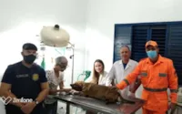 Em Minas Gerais, cachorro é salvo de incêndio residencial