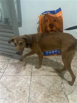 Cachorro raça SRD-ViraLata idade 7 a 11 meses nome Lokão