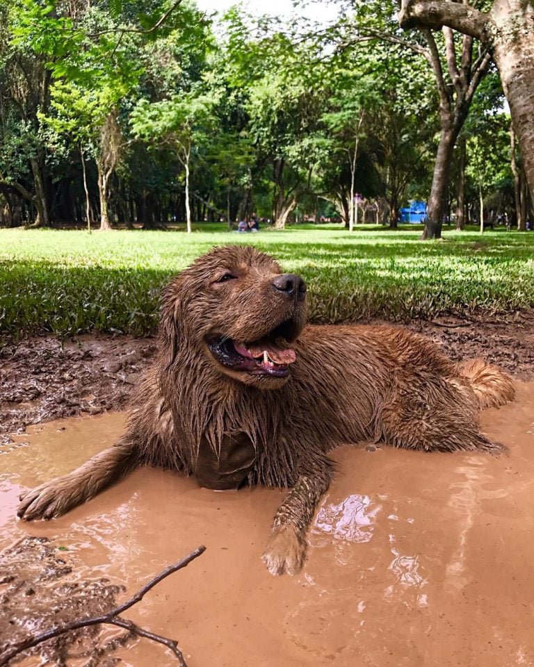 5 motivos para NÃO ficar bravo quando seu cachorro ficar sujo. | Foto 1