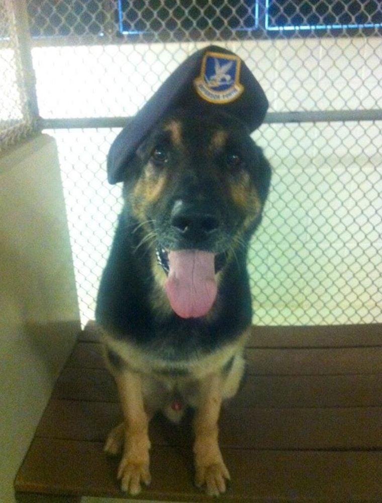 Soldado permanece ao lado de seu cão até o “fim da linha” em um momento emocionante. | Foto 1