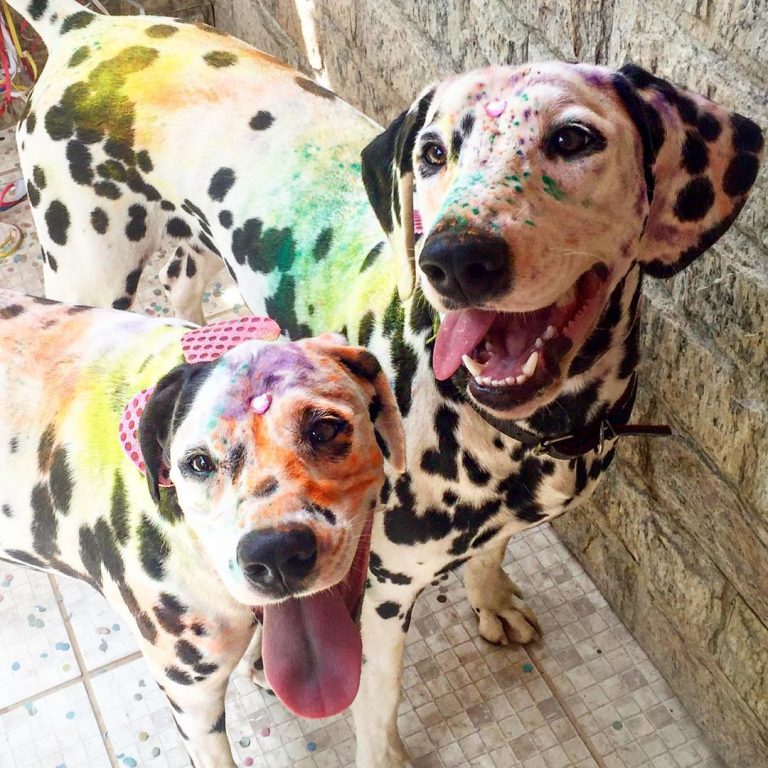 5 motivos para NÃO ficar bravo quando seu cachorro ficar sujo. | Foto 2