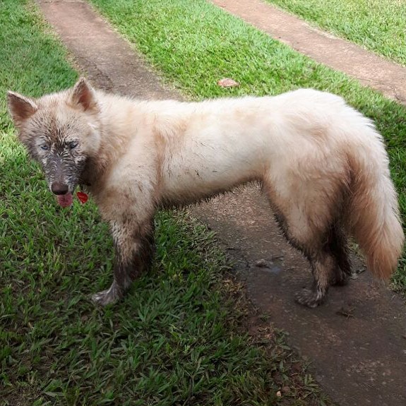 5 motivos para NÃO ficar bravo quando seu cachorro ficar sujo. | Foto 3