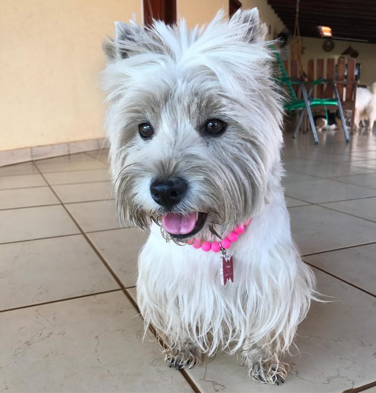 5 motivos para NÃO ficar bravo quando seu cachorro ficar sujo. | Foto 4