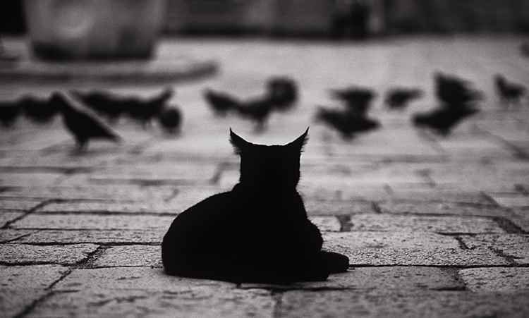 tips-photos-cats-03.jpg Gato sentado e observando pássaros