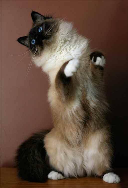 tips-photos-cats-05.jpg gato em pé sobre duas pernas