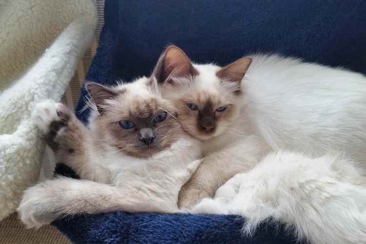 tips-photos-cats-11.jpg dois gatos lutam para compartilhar a cama