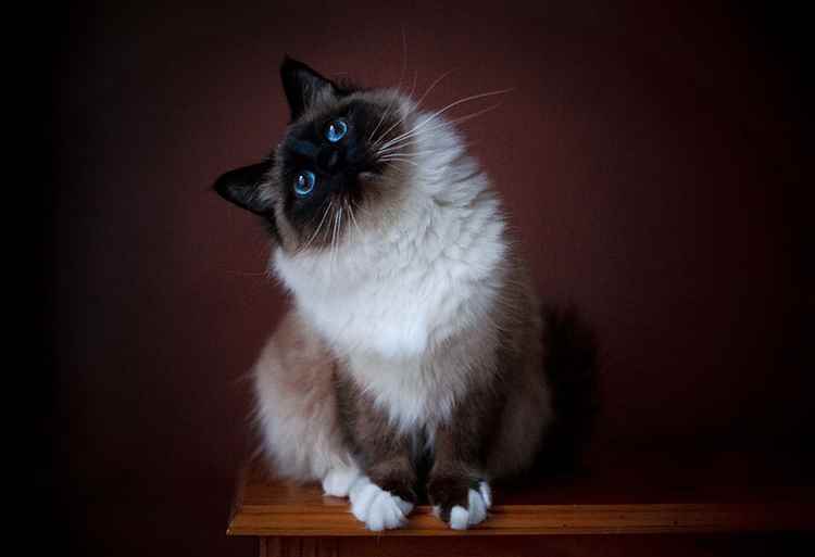 tips-photos-cats-09.jpg fotografia gato posou