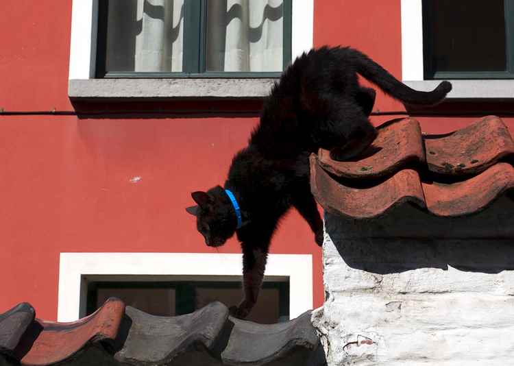 tips-photos-cats-08.jpg um gato andando através de um telhado