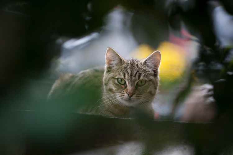 tips-photos-cats-02.jpg técnica criativa de fotografia de gato tiro através