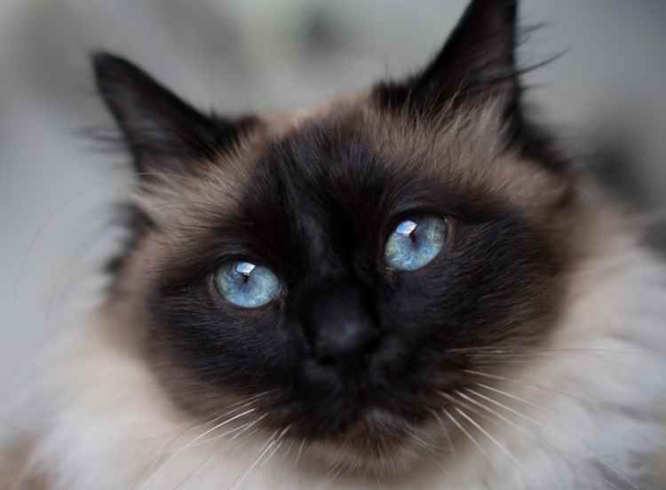 tips-photos-cats-10.jpg foto de close-up gato