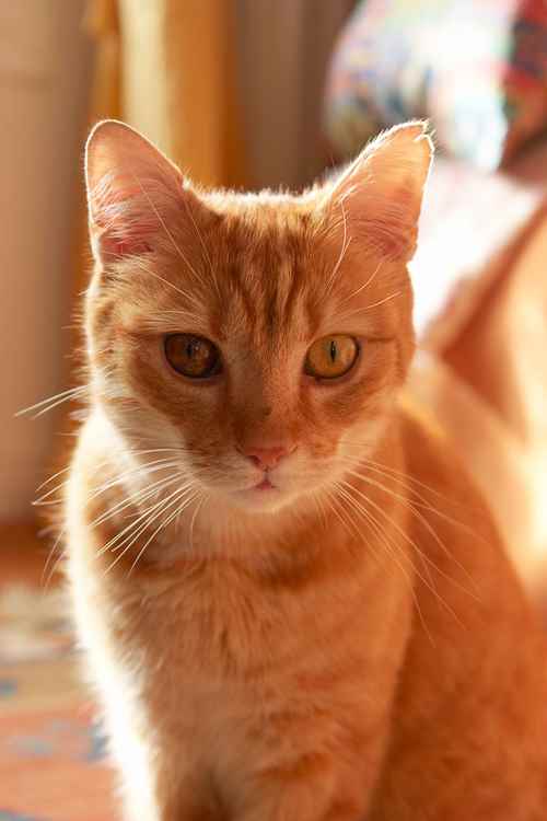 tips-photos-cats-06.jpg gato em bela iluminação