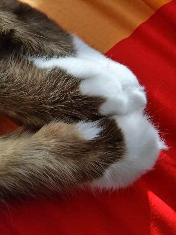 tips-photos-cats-12.jpg patas de gato em um tapete vermelho