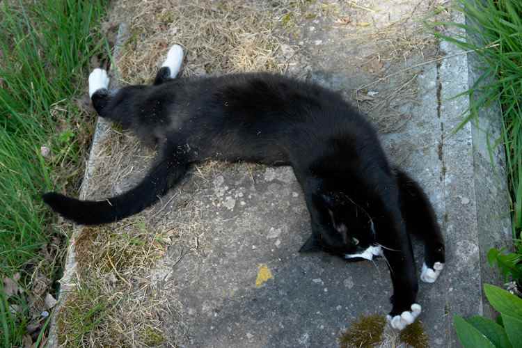 tips-photos-cats-07.jpg gato deitado e esticando