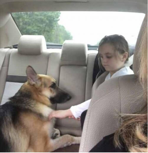 Cachorro salva menina de ataque de cobra cascavel na Flórida | Foto 1