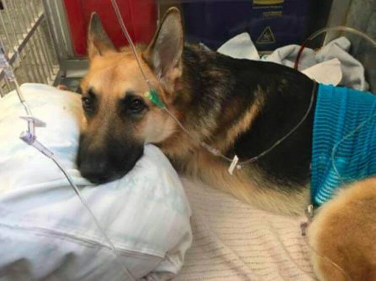 Cachorro salva menina de ataque de cobra cascavel na Flórida | Foto 3