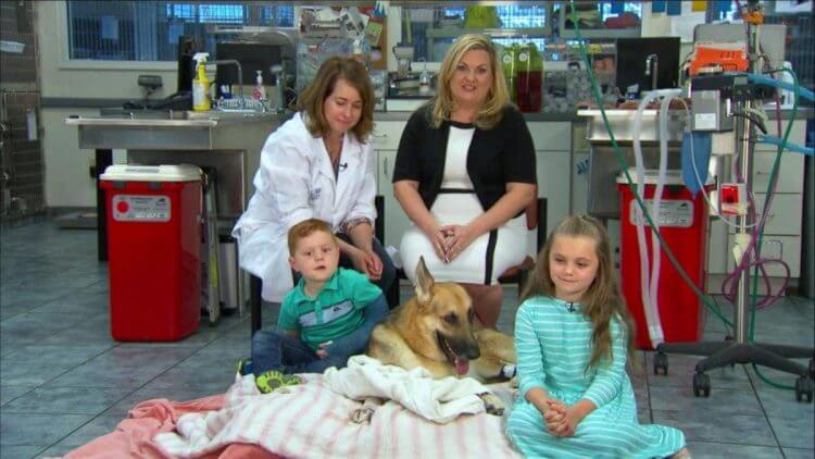 Cachorro salva menina de ataque de cobra cascavel na Flórida | Foto 4