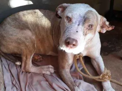 Cachorro raça Pitbull idade 2 anos nome Não sei