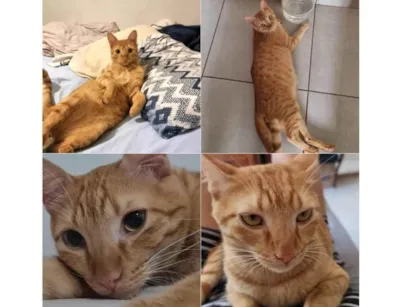 Gato raça Sem raça definida idade  nome Lion