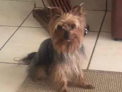 Cachorro raça Yorkshire idade 6 ou mais anos nome GRATIFICA - Alonso