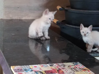 Gato raça SRD-ViraLata idade Abaixo de 2 meses nome Neném
