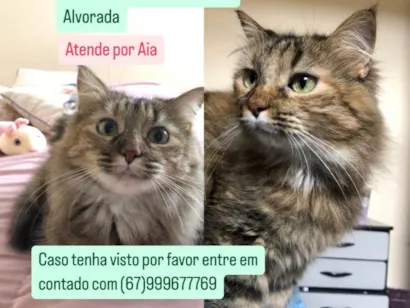 Gato raça SRD-ViraLata idade 4 anos nome Aia