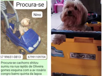 Cachorro raça Shitzu idade 4 anos nome Nino