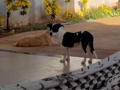 Cachorro raça SRD-ViraLata idade 7 a 11 meses nome Macho