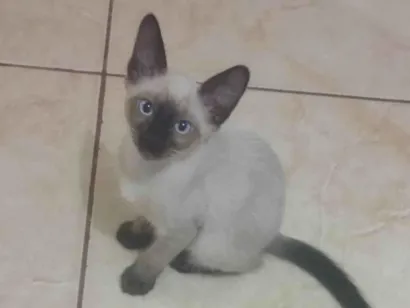 Gato raça SRD-ViraLata idade 2 a 6 meses nome Gatinha