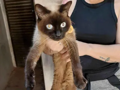 Gato raça Siamês idade 7 a 11 meses nome Não sabemos