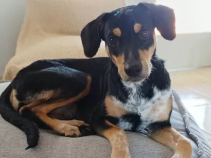 Cachorro raça SRD-ViraLata idade 1 ano nome Frida